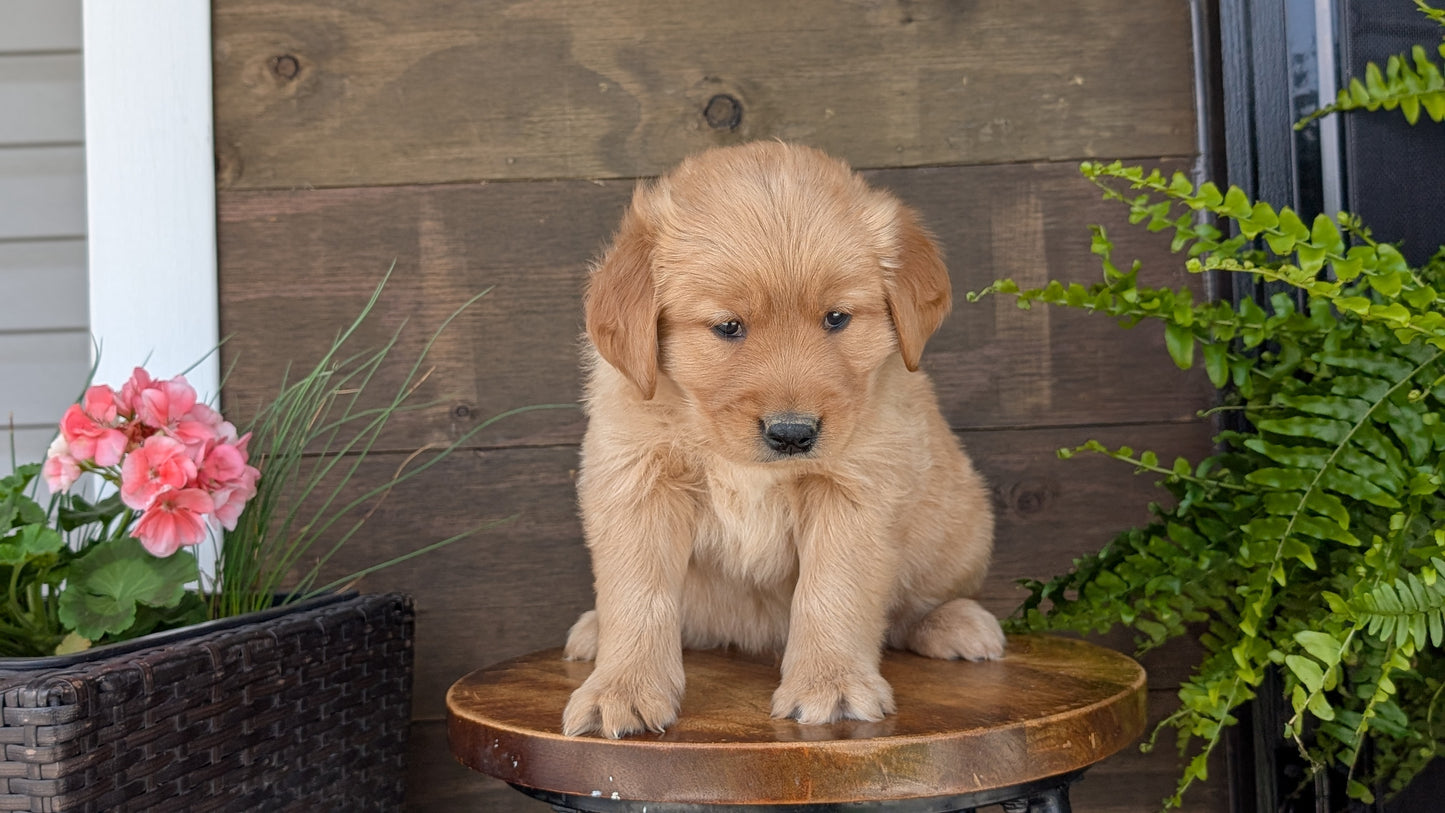 GOLDEN RETRIEVER (MAR 27) MALES