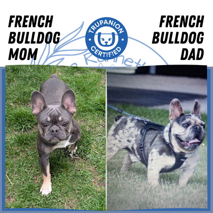 FRENCH BULLDOG (03/04) MALE