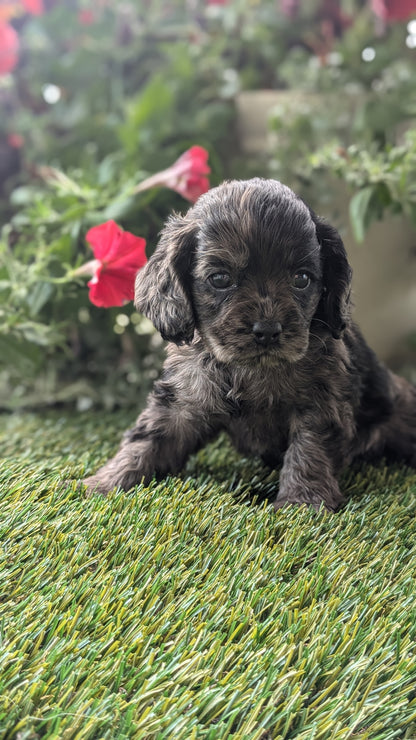 COCKER SPANIEL (07/24) MALE
