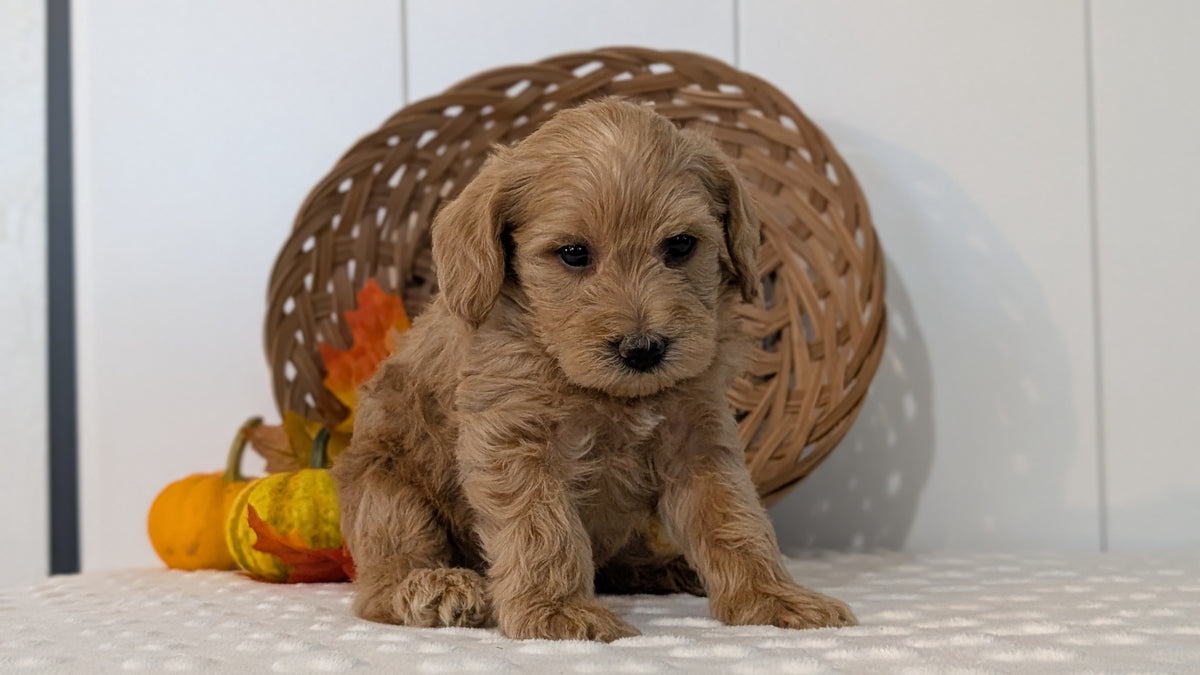 SCHNOODLE (SEP 03) 4 FEMALES/3 MALES