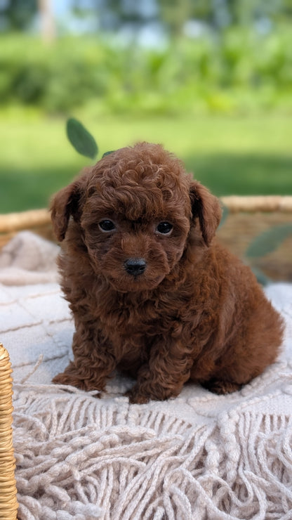 MINI POODLE (MAY 20) MALES