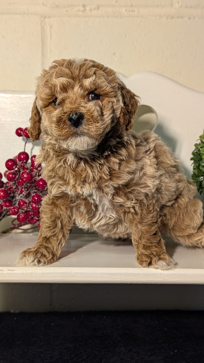 MINI POODLE (NOV 18) MALES