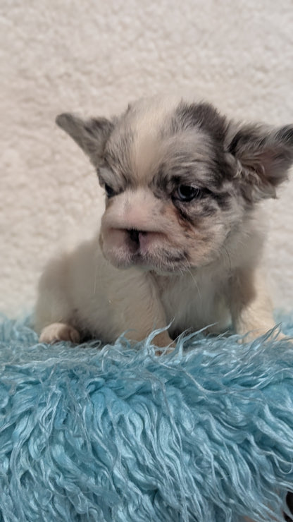 FRENCH BULLDOG (JUN 06) MALES