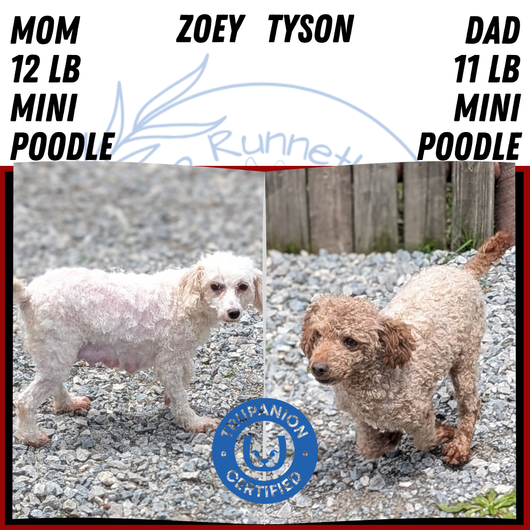 MINI POODLE (APR 03) FEMALES