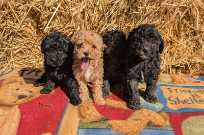 TOY POODLE (02/01) FEMALE