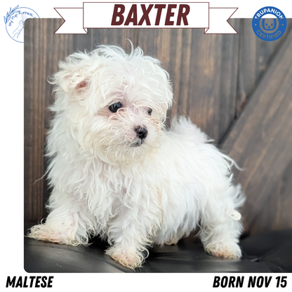 MALTESE (NOV 15) MALES