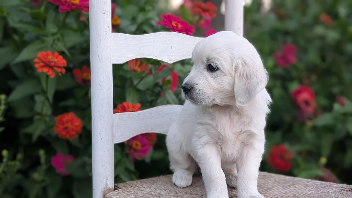 ENGLISH CREAM RETRIEVER (AUG 19) 3 MALES/4 FEMALES