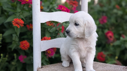 ENGLISH CREAM RETRIEVER (AUG 19) 3 MALES/4 FEMALES