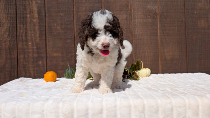 MINI BERNEDOODLE (08/06) MALE