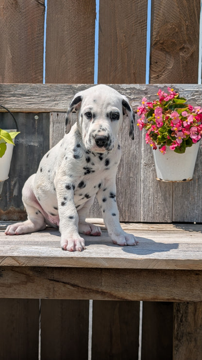 DALMATIAN (06/09) MALE