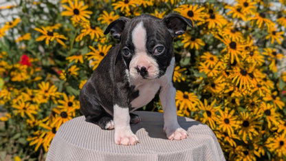 BOSTON TERRIER (JUL 11) 4 FEMALES/4 MALES