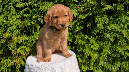 GOLDEN RETRIEVER (07/16) FEMALE