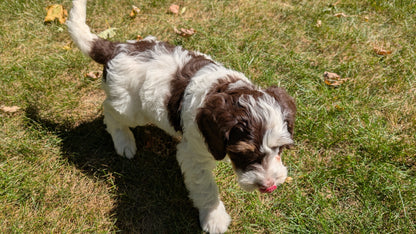 MINI BERNEDOODLE (07/25) MALE