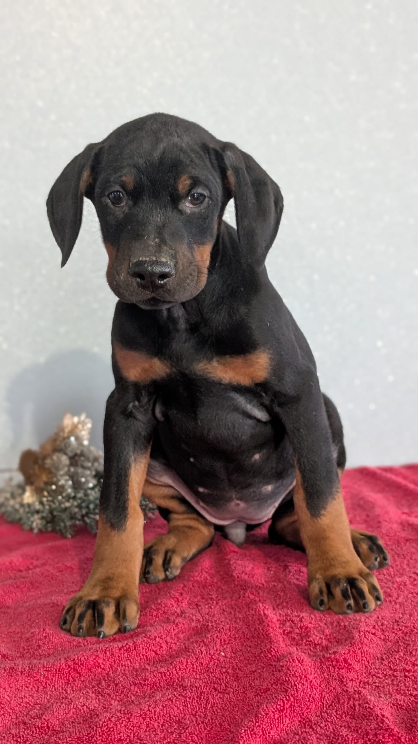 DOBERMAN PINSCHER (OCT 17) FEMALES