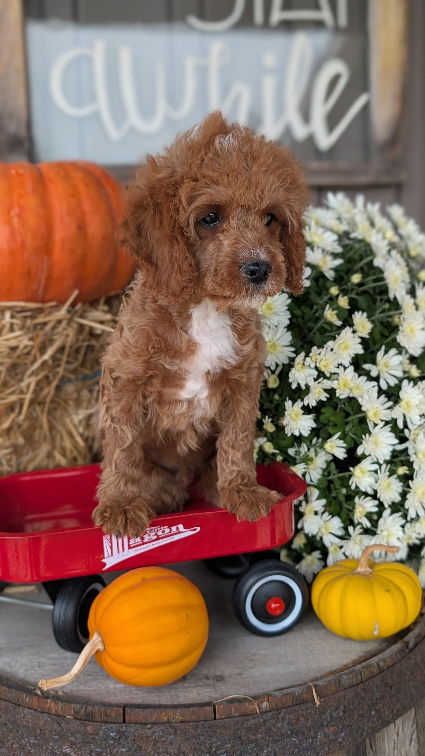 CAVAPOO (07/26) MALE