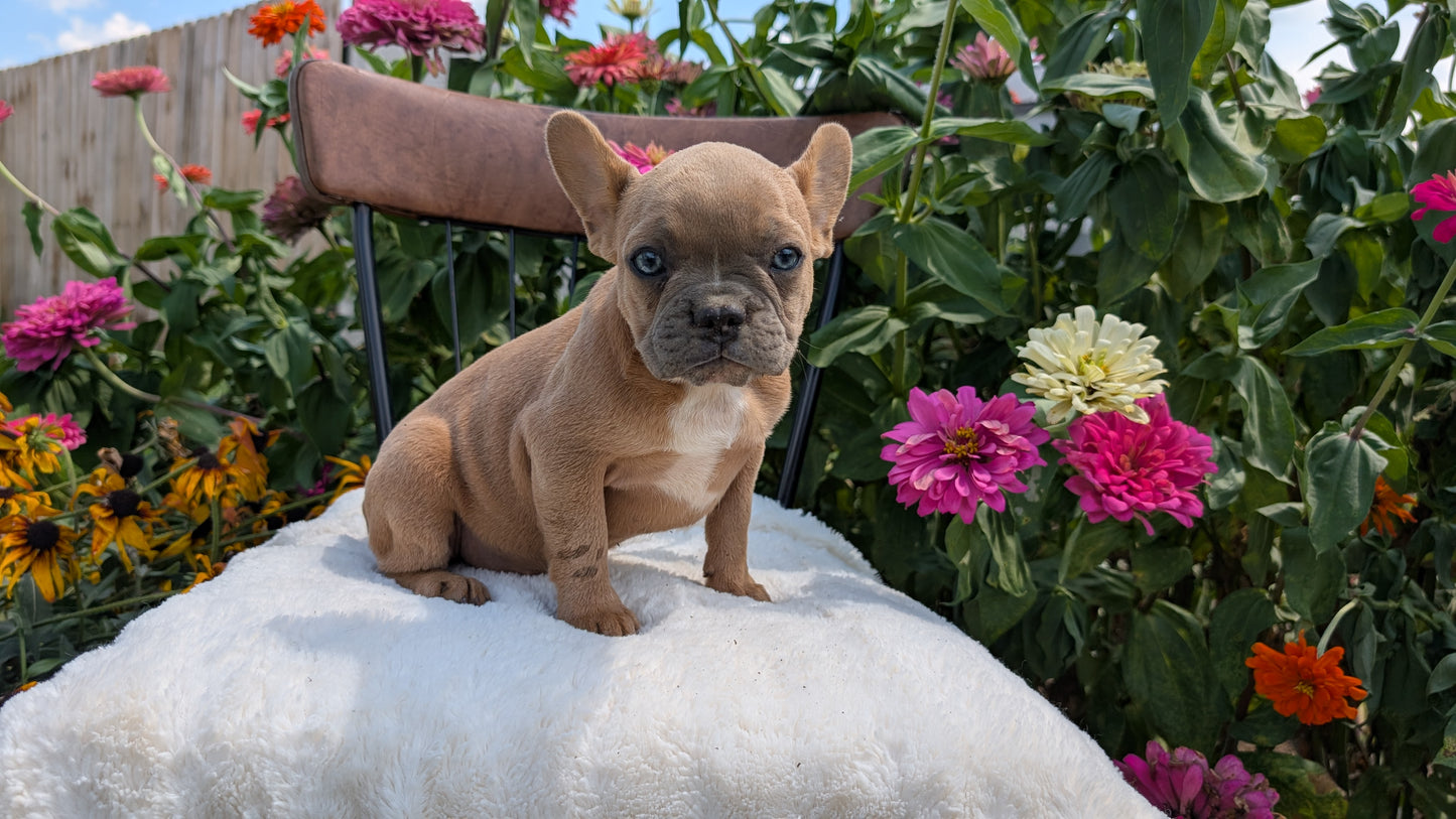 FRENCH BULLDOG (05/07) FEMALE