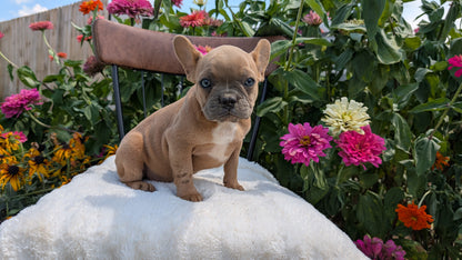 FRENCH BULLDOG (05/07) FEMALE