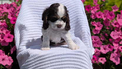 COCKER SPANIEL (07/17) MALE