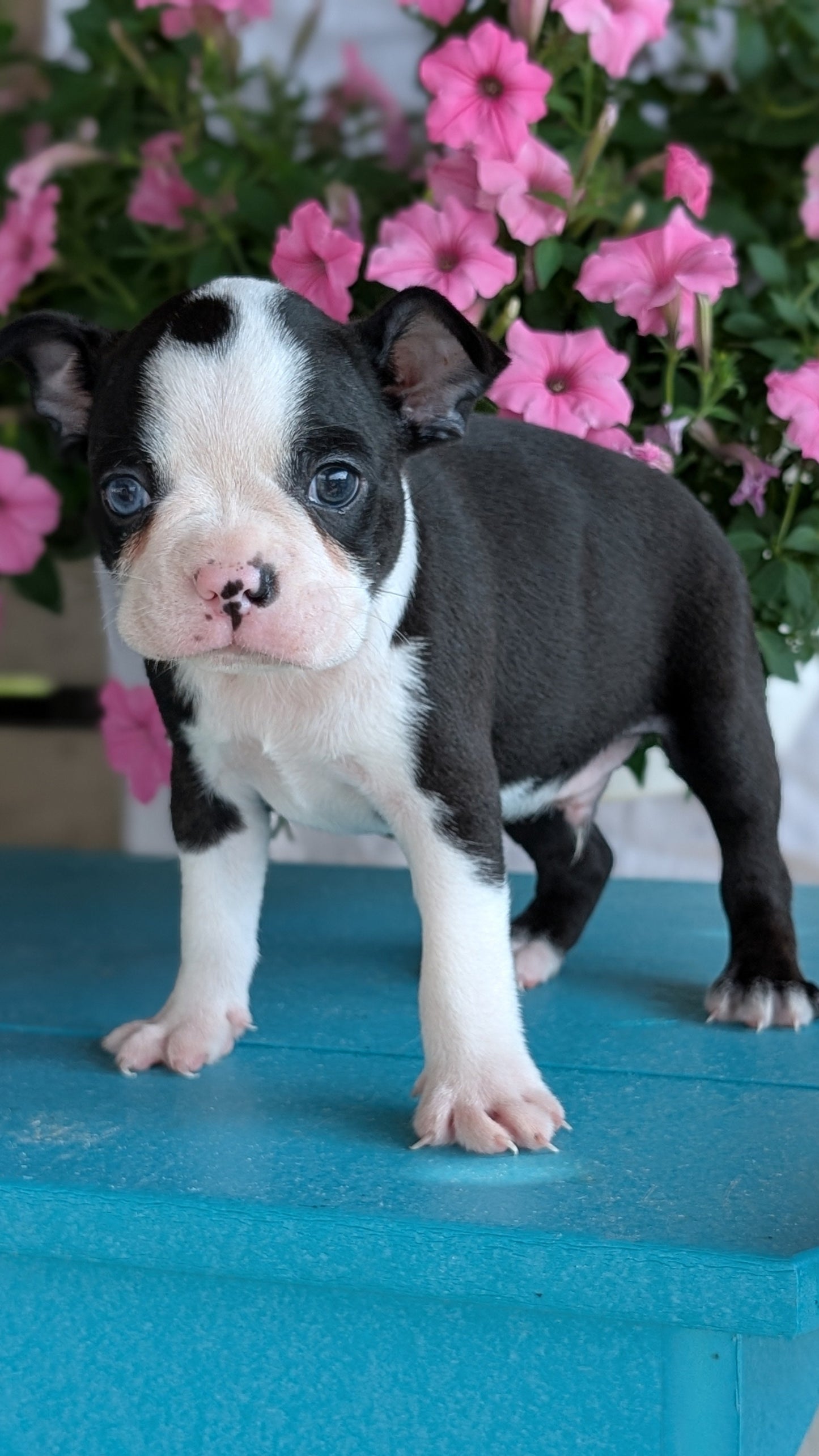 BOSTON TERRIER (06/29) MALE