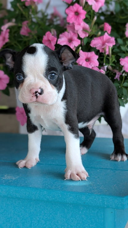 BOSTON TERRIER (06/29) MALE