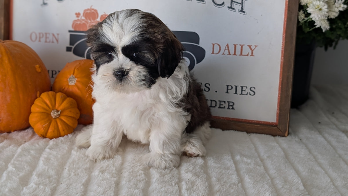 SHIH TZU (AUG 17) 2 FEMALES/3 MALES