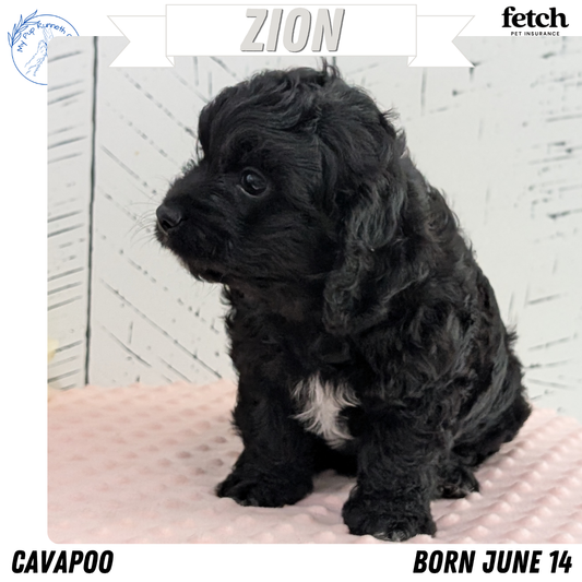 CAVAPOO (JUN 14) MALES