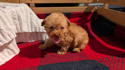 TOY POODLE (01/23) MALE