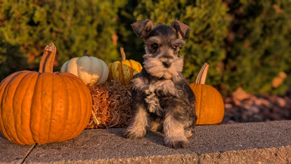 MINI SCHNAUZER (09/11) FEMALE