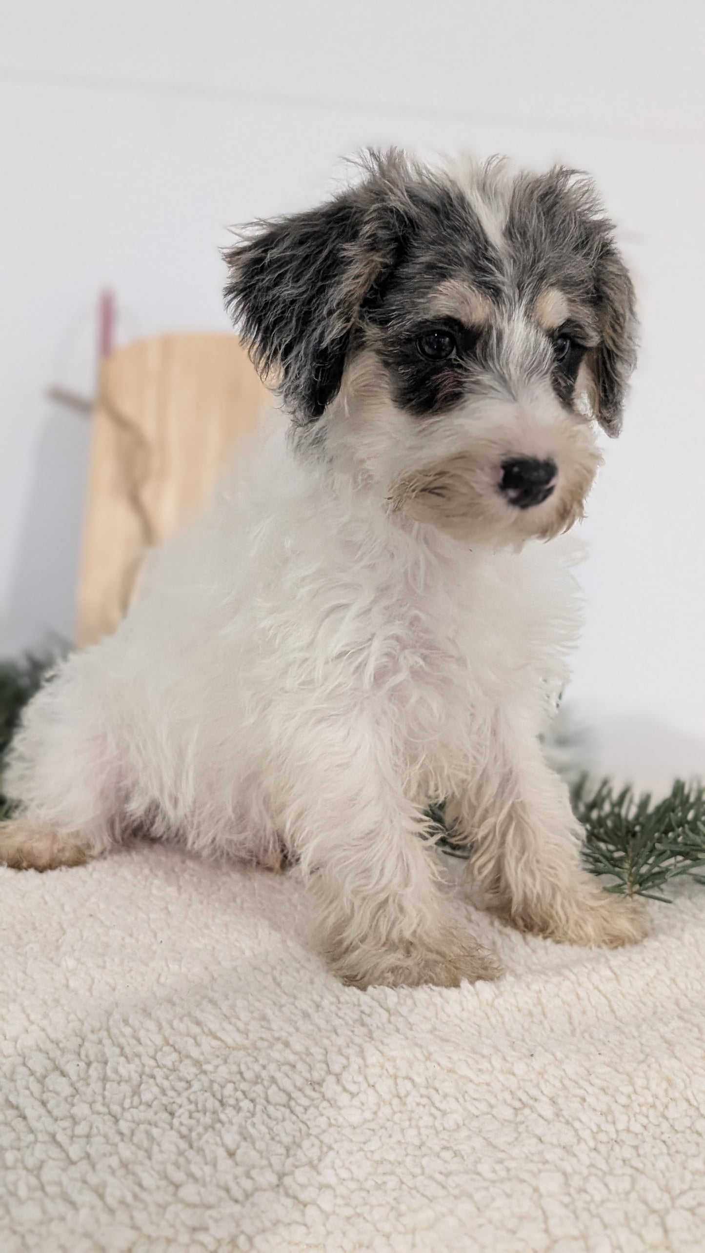 SCHNOODLE (09/20) MALE