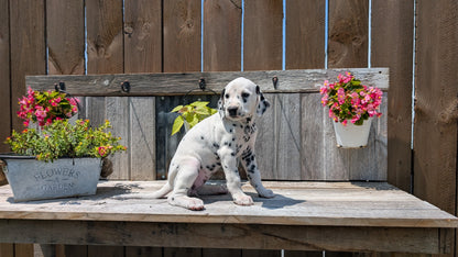 DALMATIAN (06/09) FEMALE