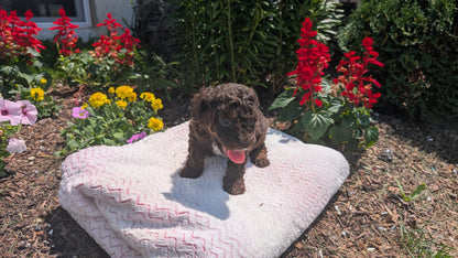TOY POODLE (06/30) MALE