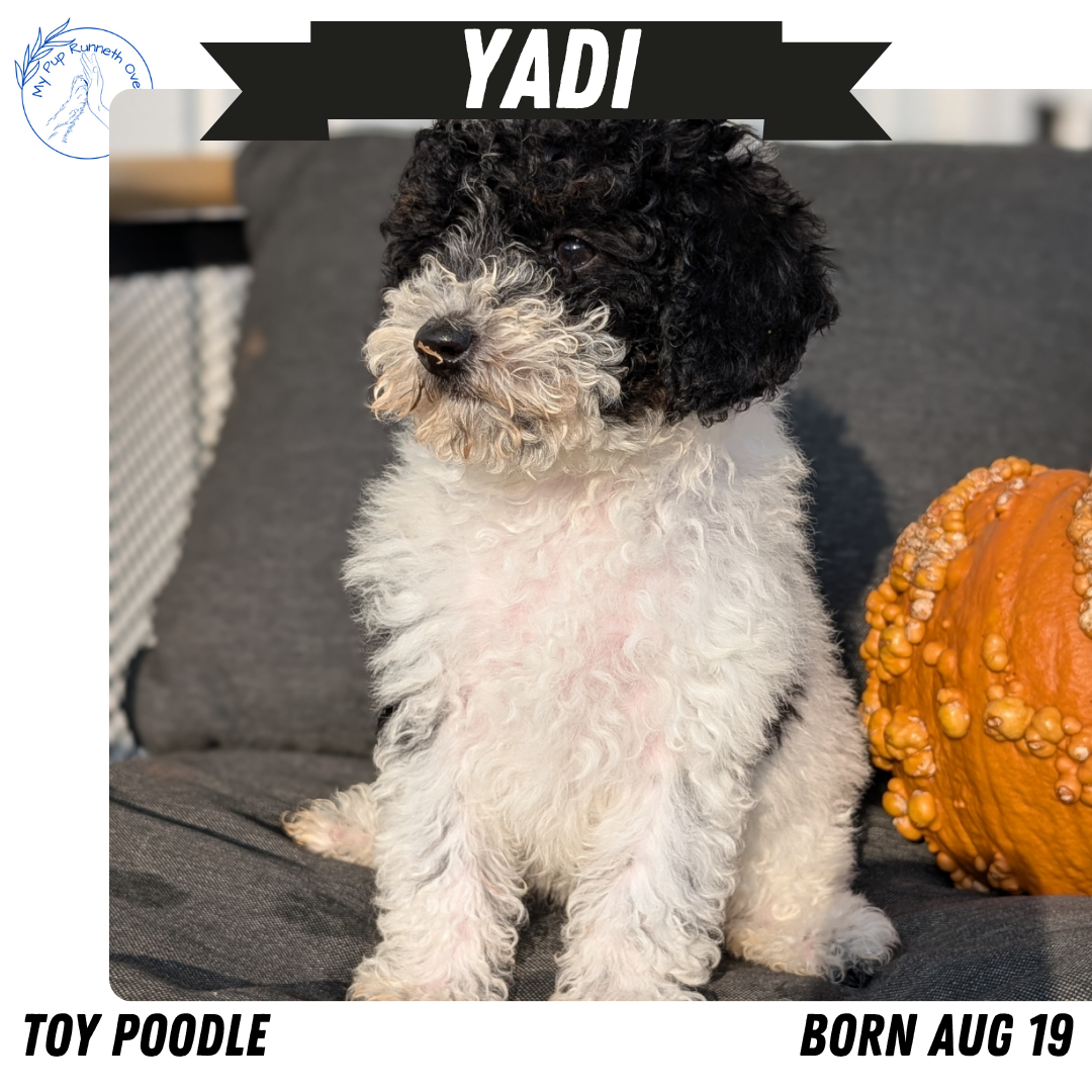 TOY POODLE (08/19) FEMALE