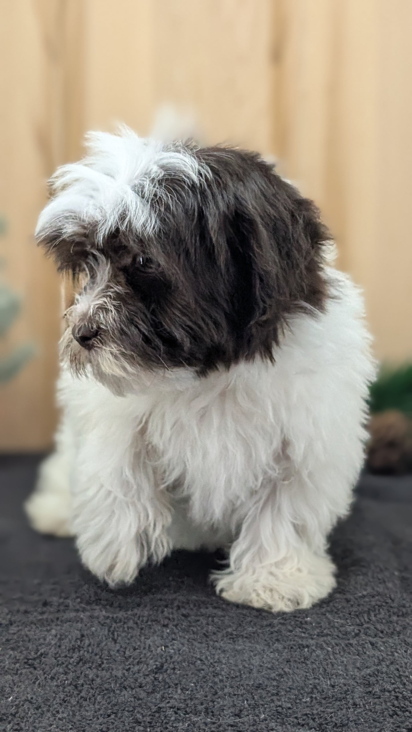 HAVANESE (09/13) FEMALE