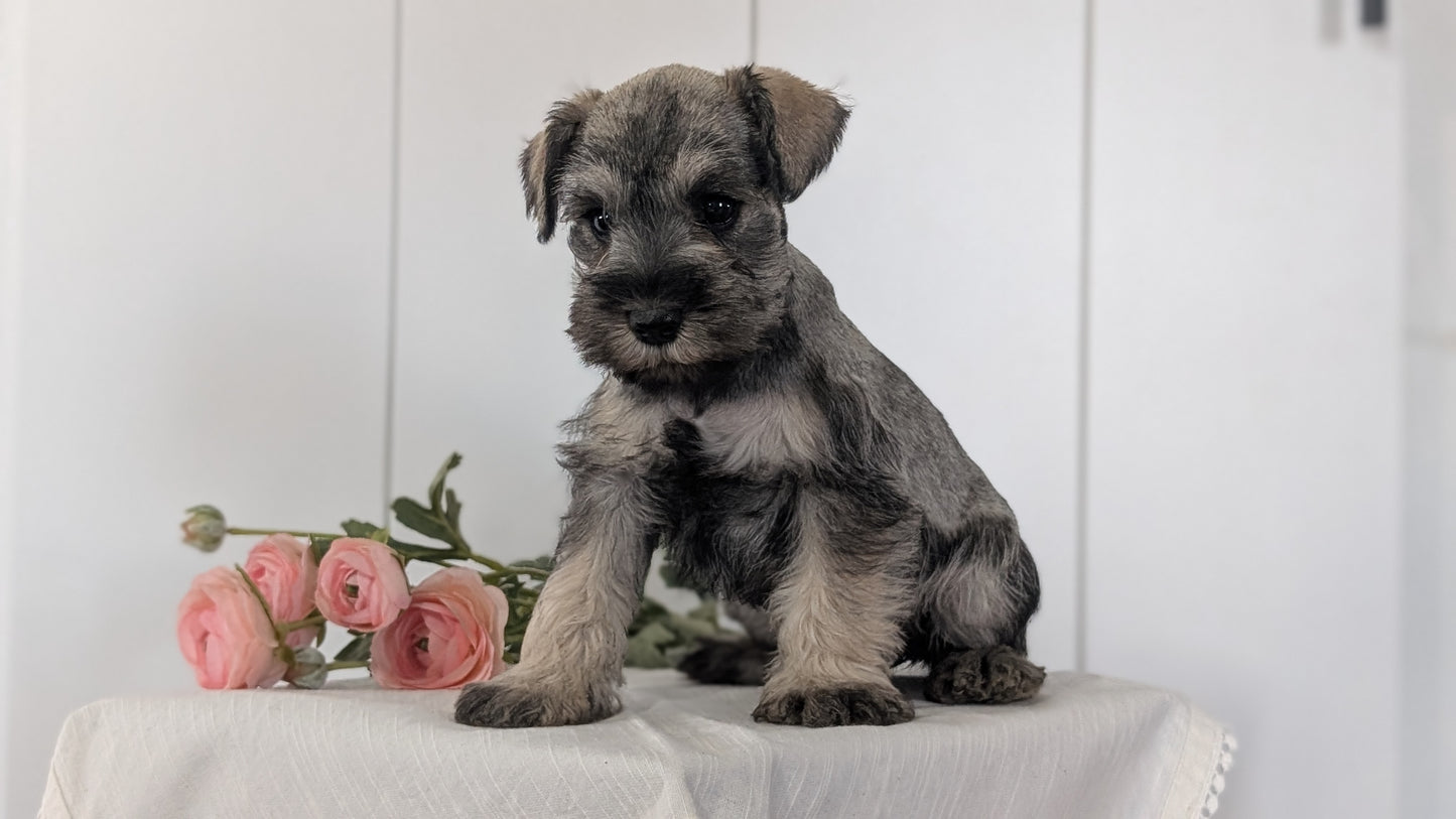 MINI SCHNAUZER (JAN 14) FEMALES