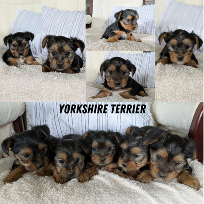 YORKSHIRE TERRIER (02/25) FEMALE