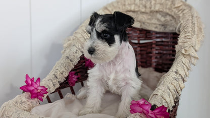 MINI SCHNAUZER (JAN 10) MALES
