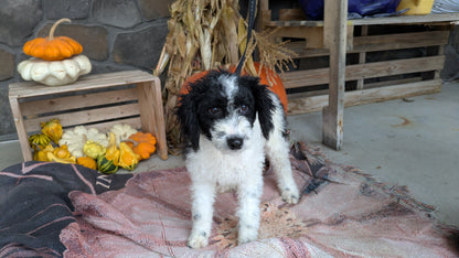 TOY BERNEDOODLE (06/11) MALE