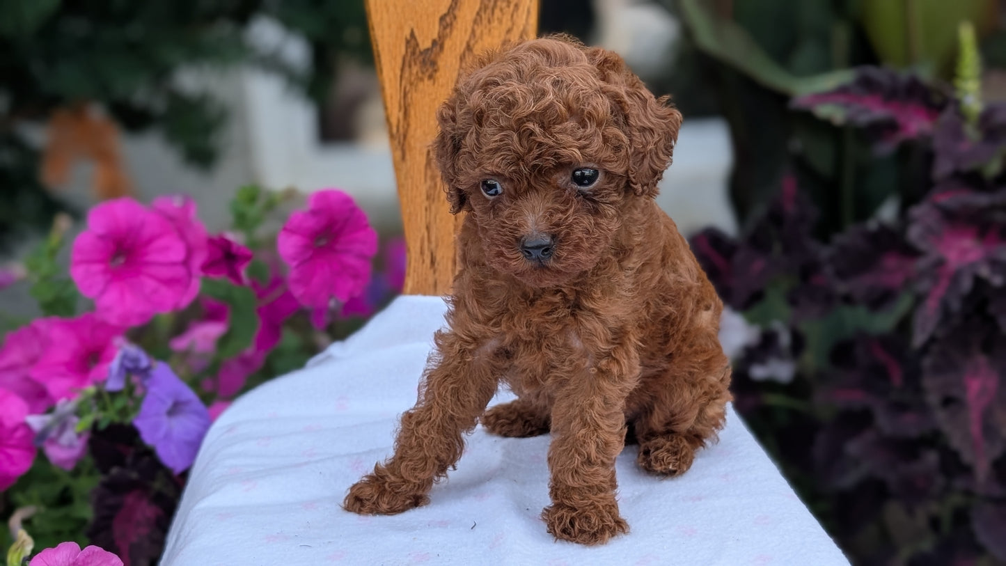 TOY POODLE (JUN 09) FEMALE