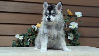 POMSKY (JUL 03) 1 MALE/3 FEMALES
