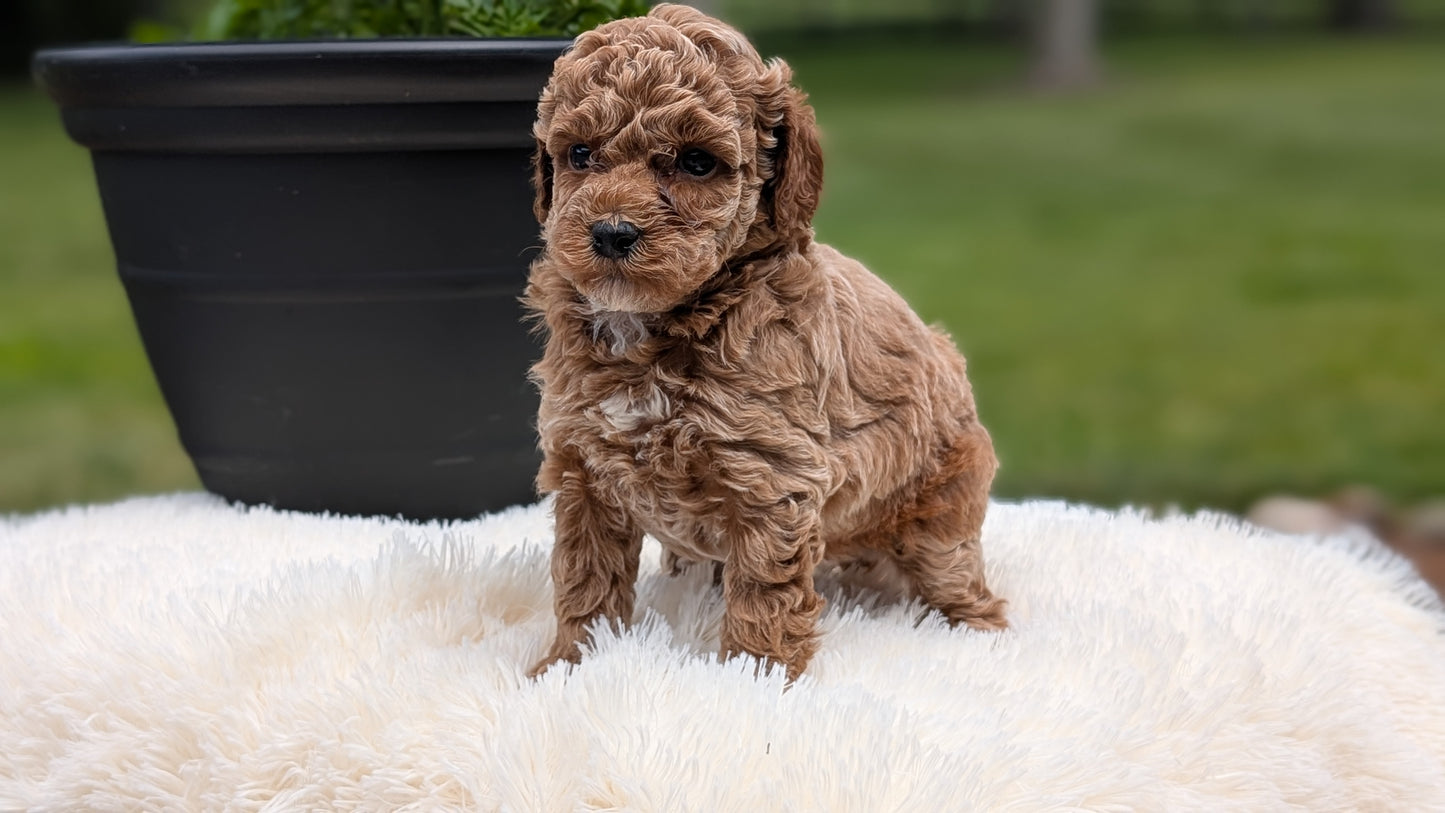 MINI POODLE (MAY 12) FEMALES