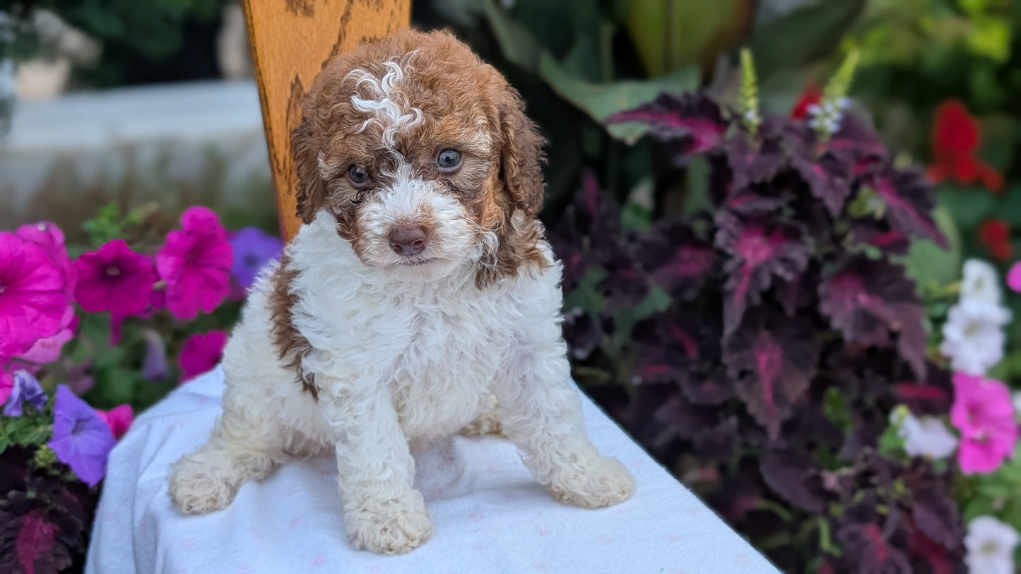 MALTIPOO (JUN 11) MALES