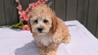 COCKAPOO (MAY 13) MALES