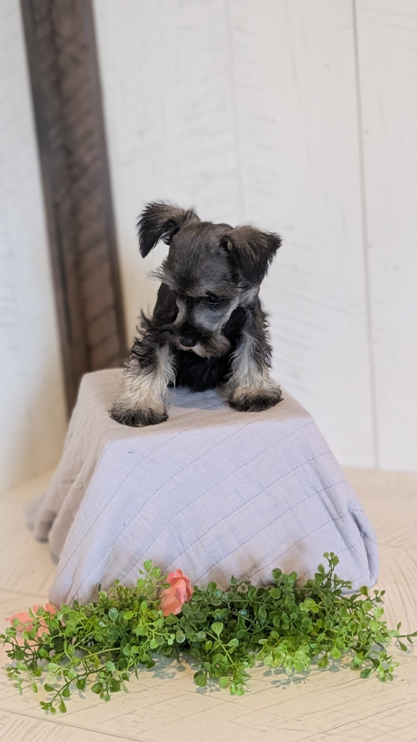 MINI SCHNAUZER (FEB 15) FEMALES