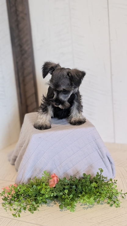MINI SCHNAUZER (FEB 15) FEMALES
