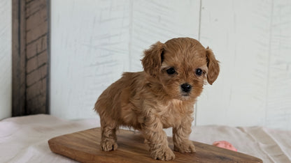 CAVAPOO (FEB 11) MALES