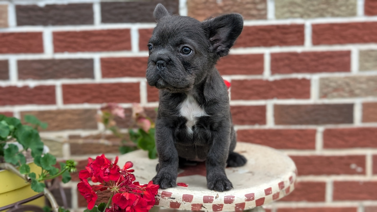 FRENCH BULLDOG (MAR 09) FEMALES