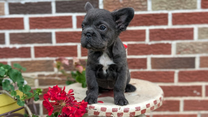 FRENCH BULLDOG (MAR 09) FEMALES