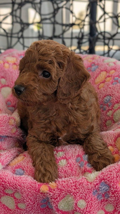 TOY POODLE (JUN 22) MALES