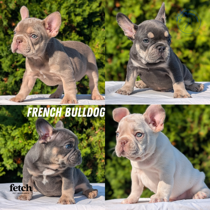 FRENCH BULLDOG (AUG 22) 3 MALES/1 FEMALE