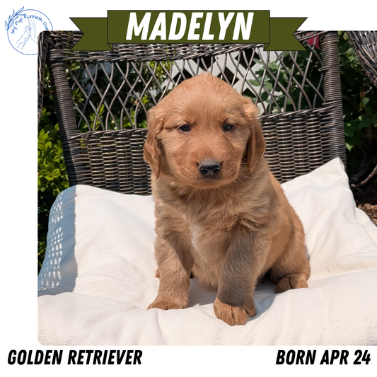 GOLDEN RETRIEVER (04/24) FEMALE
